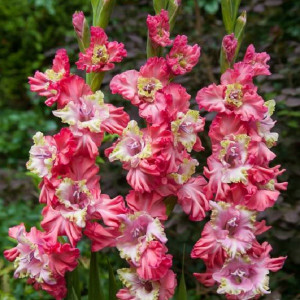 Гладиолус гофрированный Брокен Харт Фриззл  1 шт.  10/12